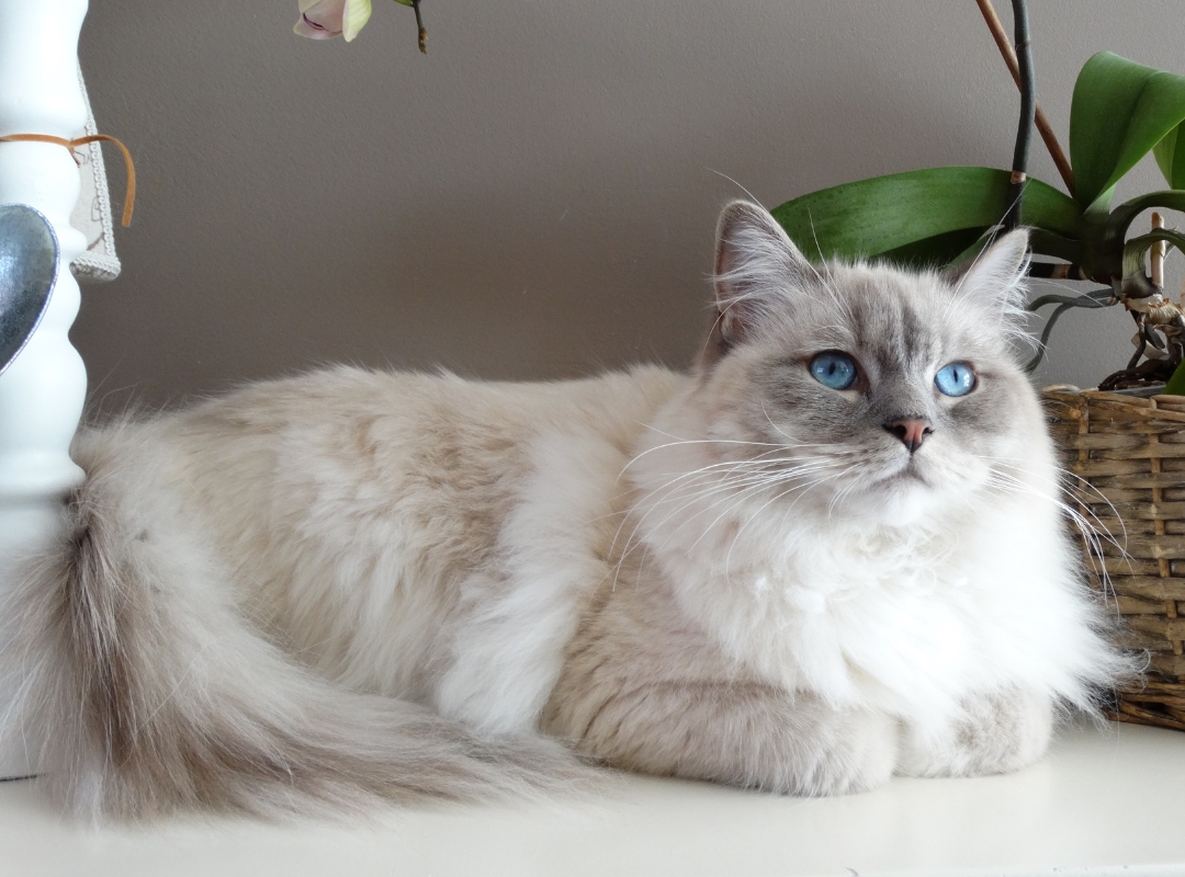 A close-up of a cat with striking blue eyes