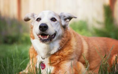 Second Chances for Senior Pets