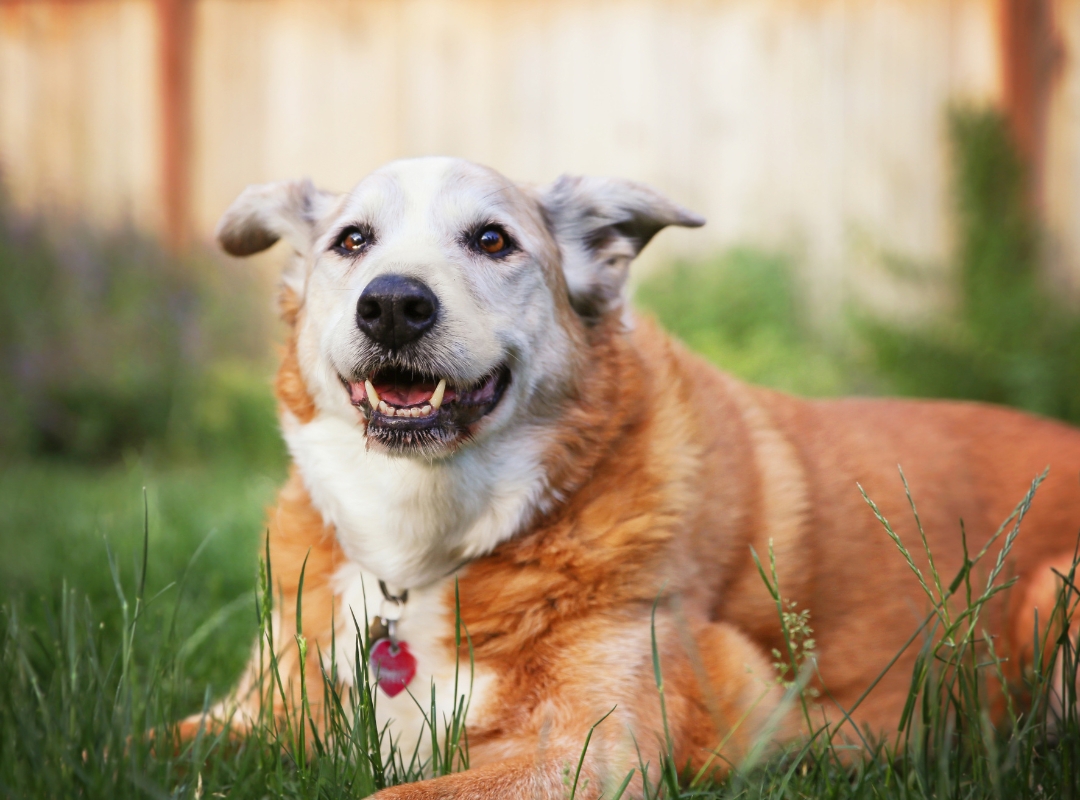 A dog resting on grass in a yard