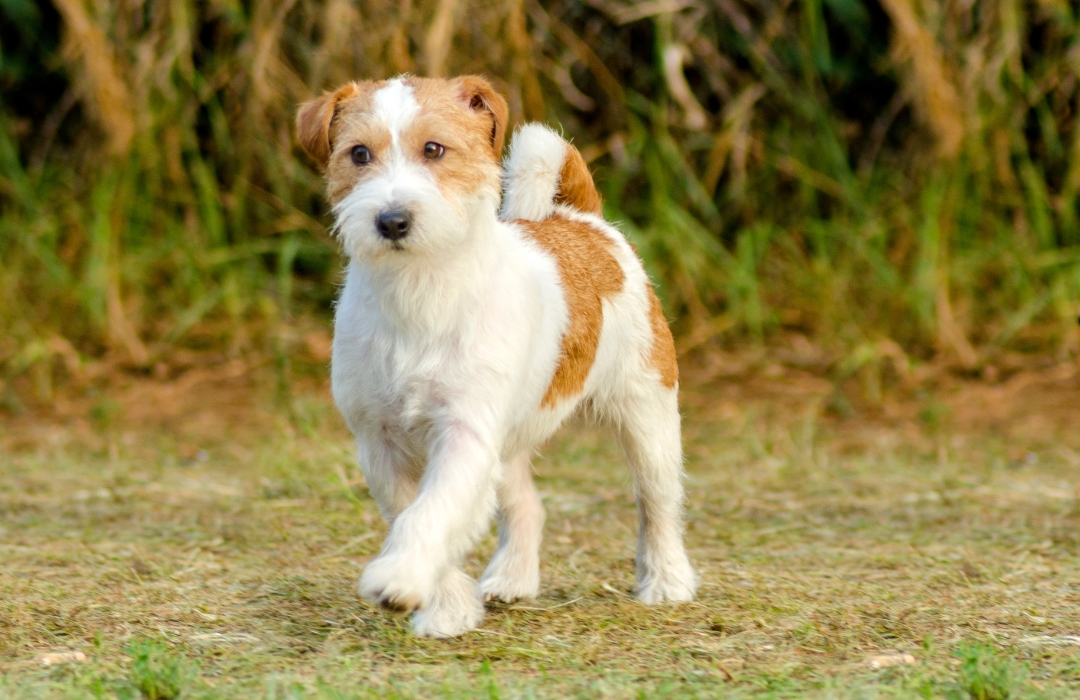 A small brown and white dog joyfully runs on the grass