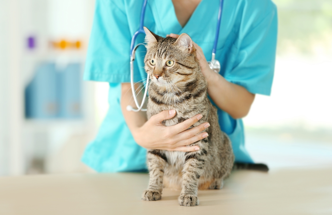 A woman in a blue shirt gently holds a cat