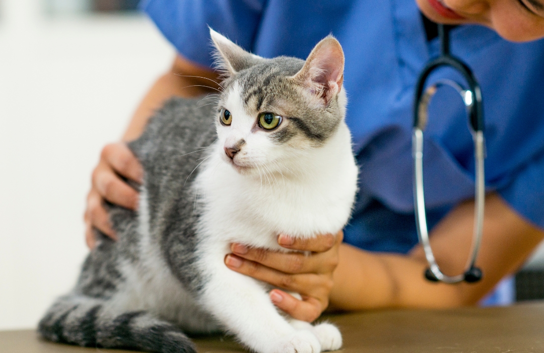 A woman in a blue shirt gently pets a cat