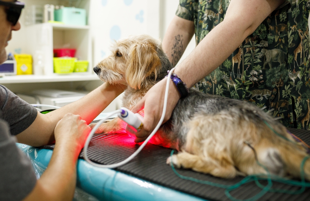 Dog receiving veterinary laser therapy treatment