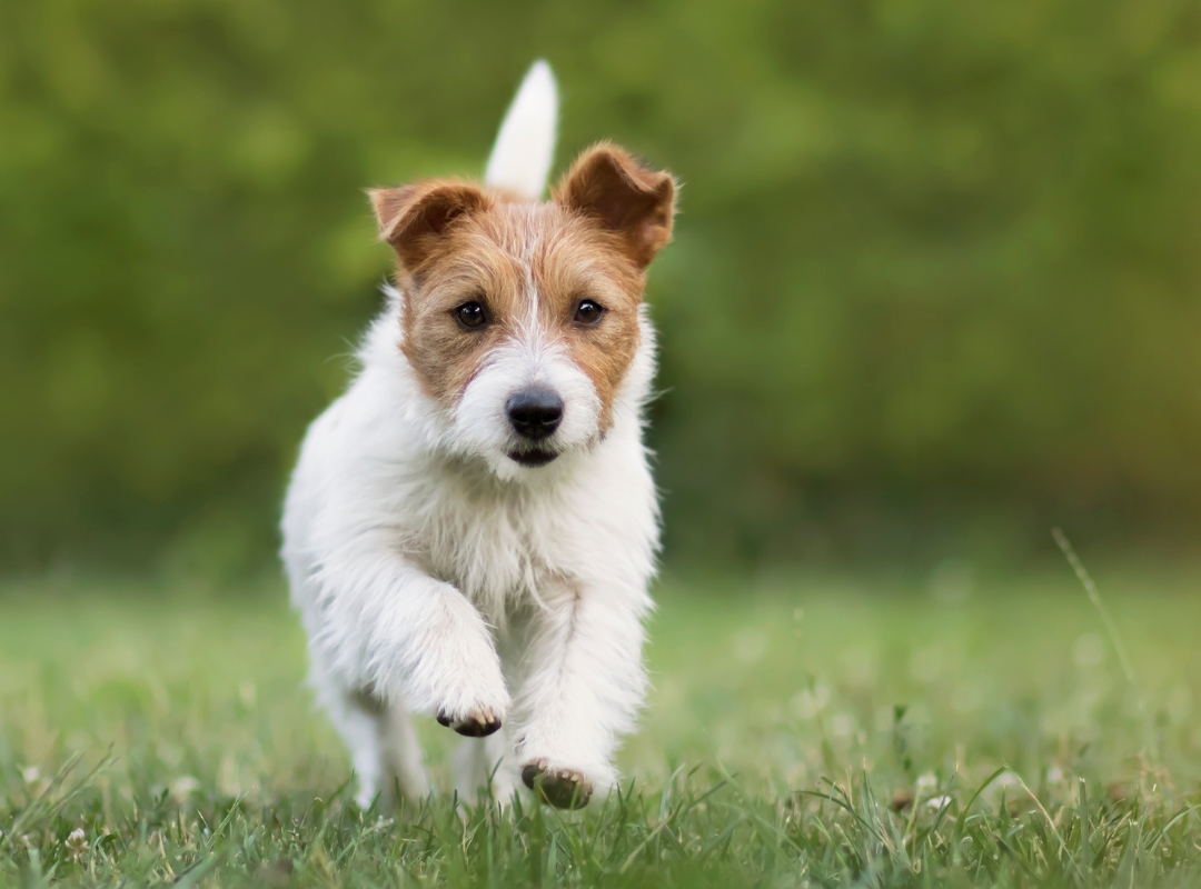 Small white and brown dog running at the park