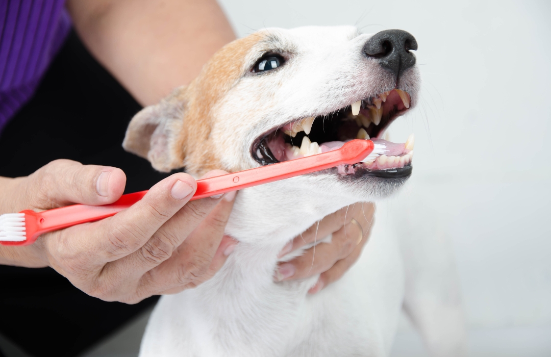 Person brushing a dog's teeth