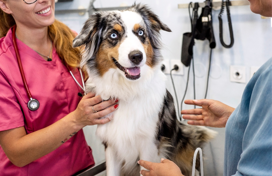 A veterinary professional in pink scrubs attending to a collie dog