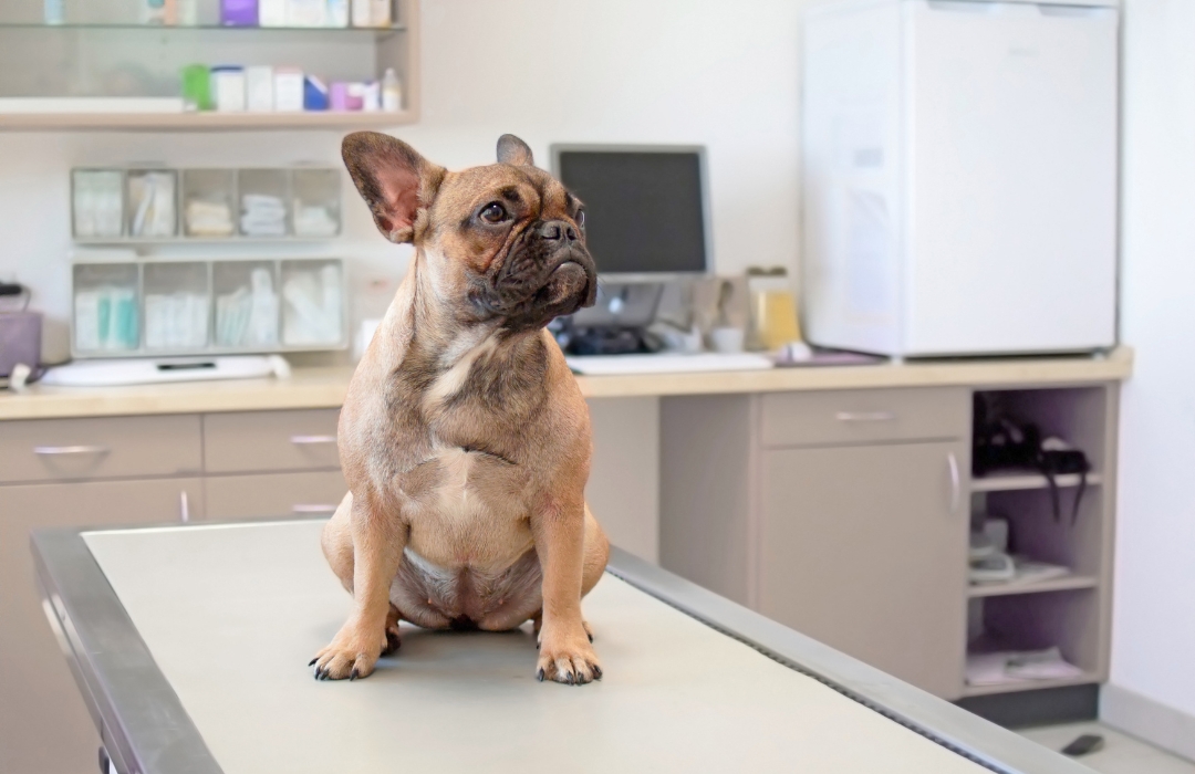 A dog is sitting on a clinic table