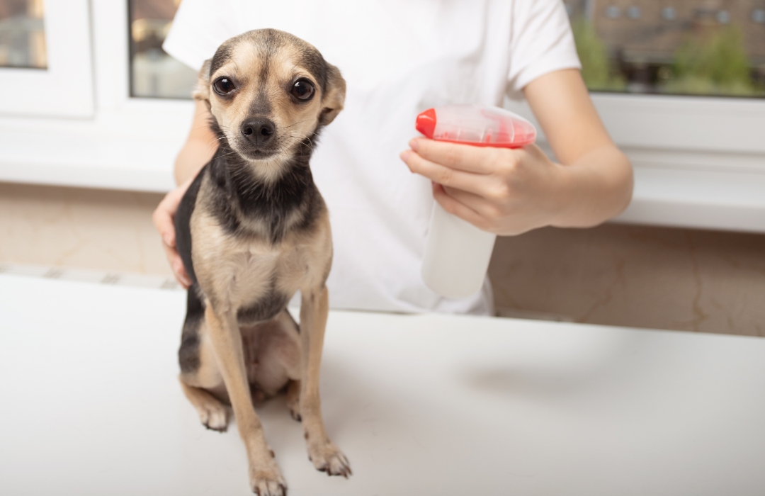 A small dog is sitting on a table