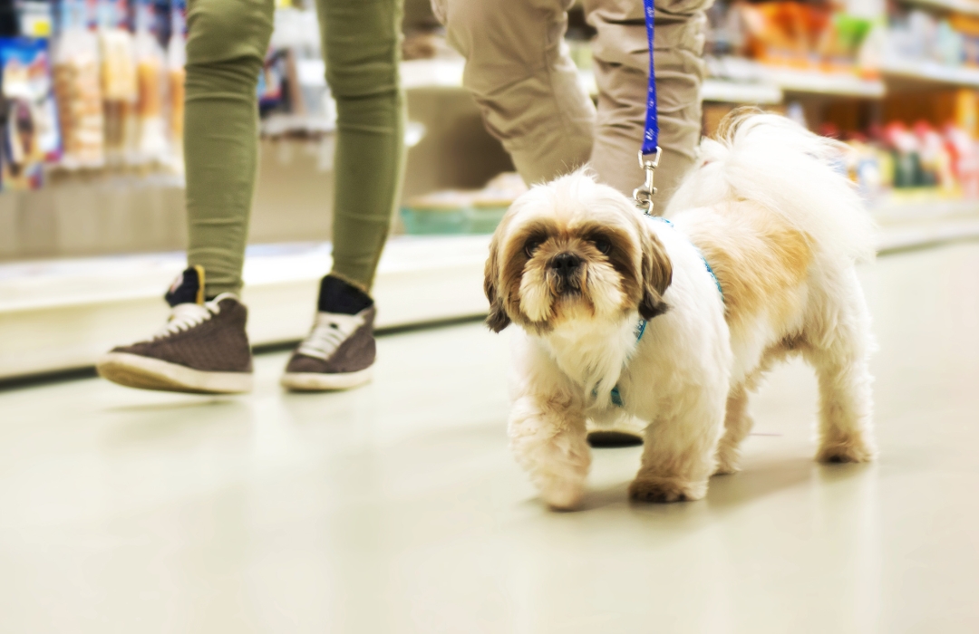 A dog on a leash walking with its owner