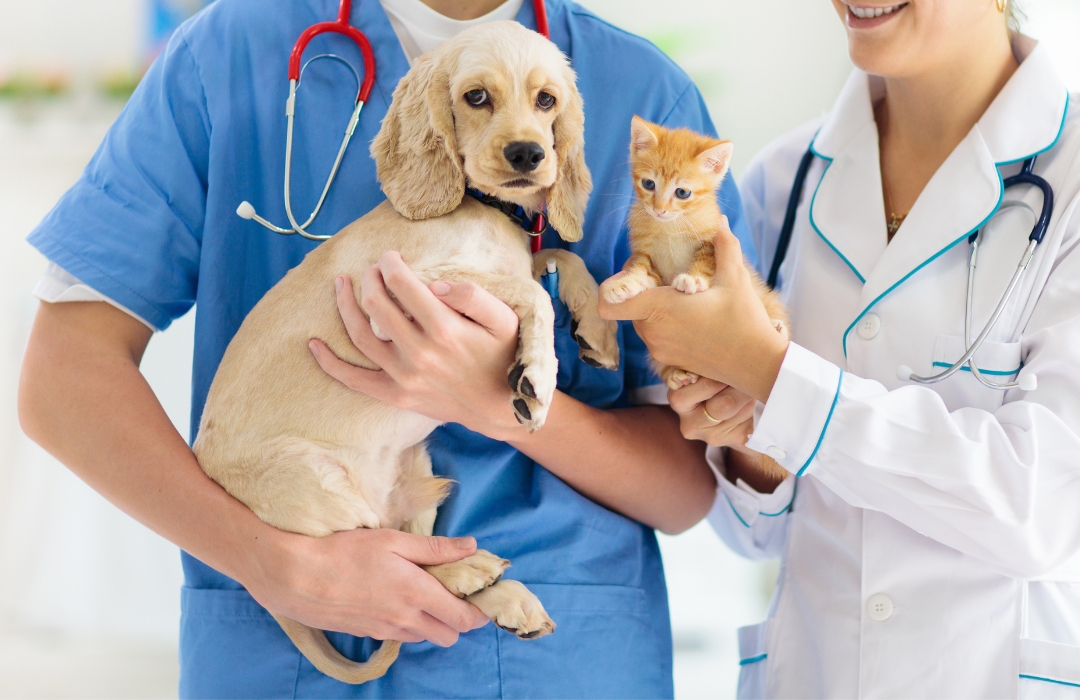 Two vets holding a puppy and a kitten