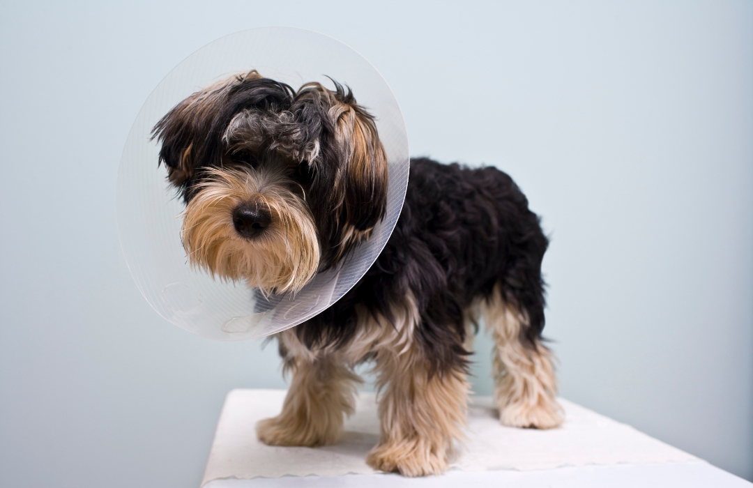 A dog wearing a cone collar stands on a table