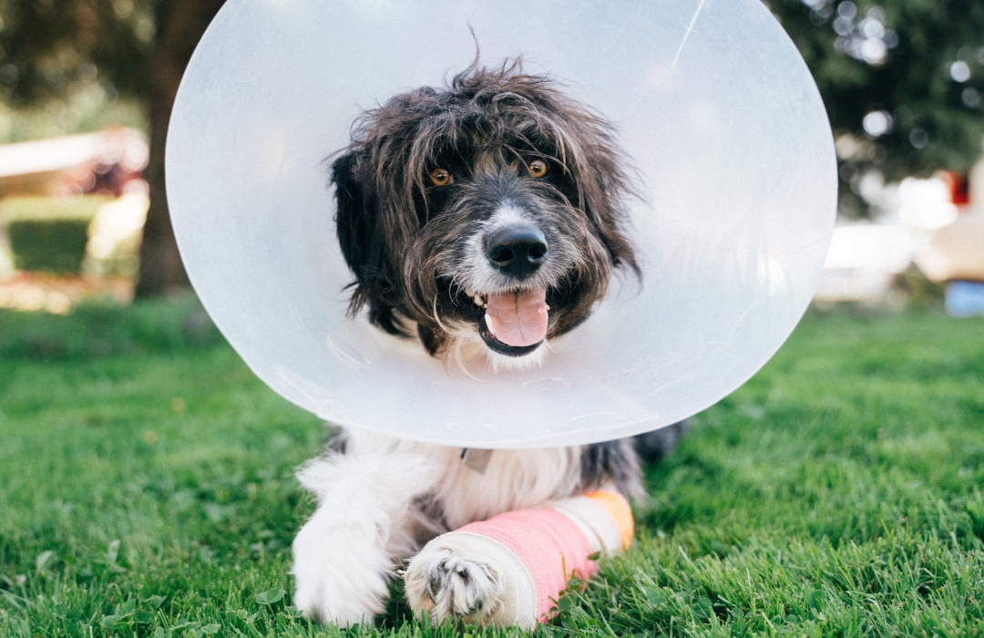 Dog with a cone and a bandaged paw lying on grass