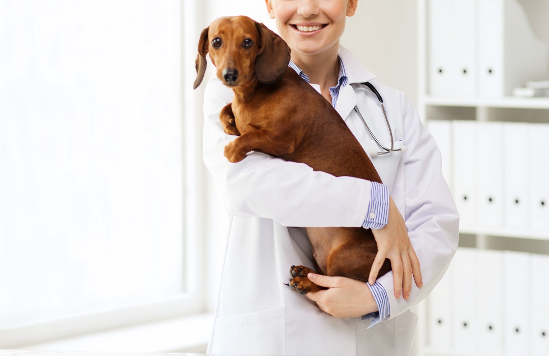 A vet in a lab coat smiling while holding a brown dachshund