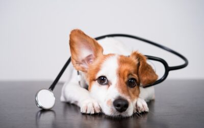 November is National Pet Cancer Awareness Month