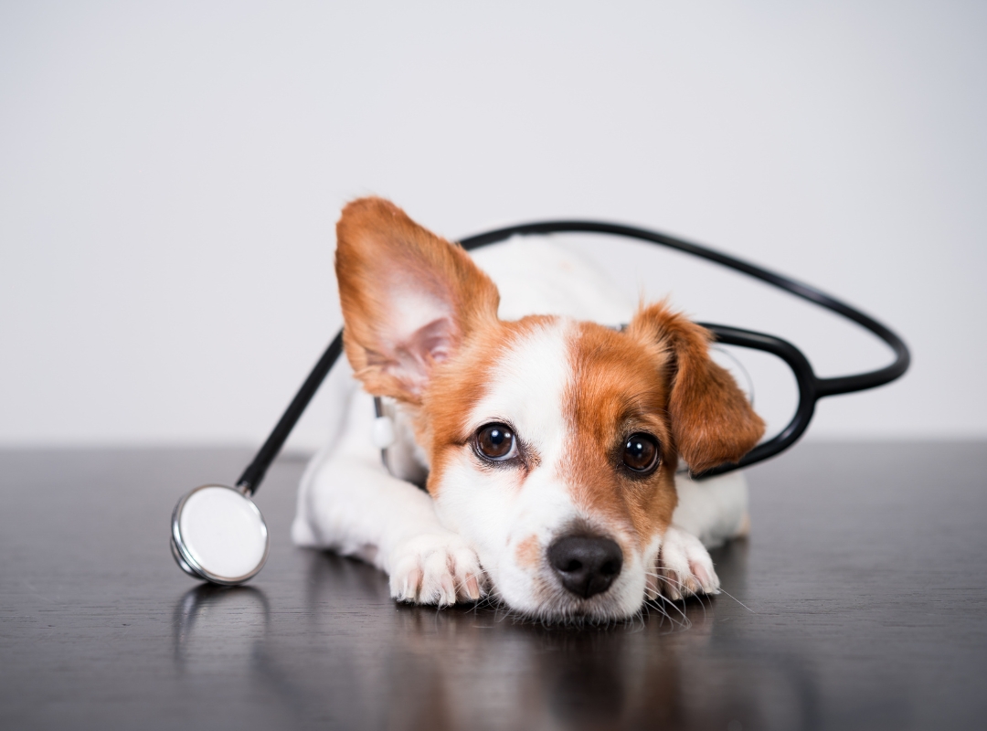 A stethoscope on a table next to a dog's ear