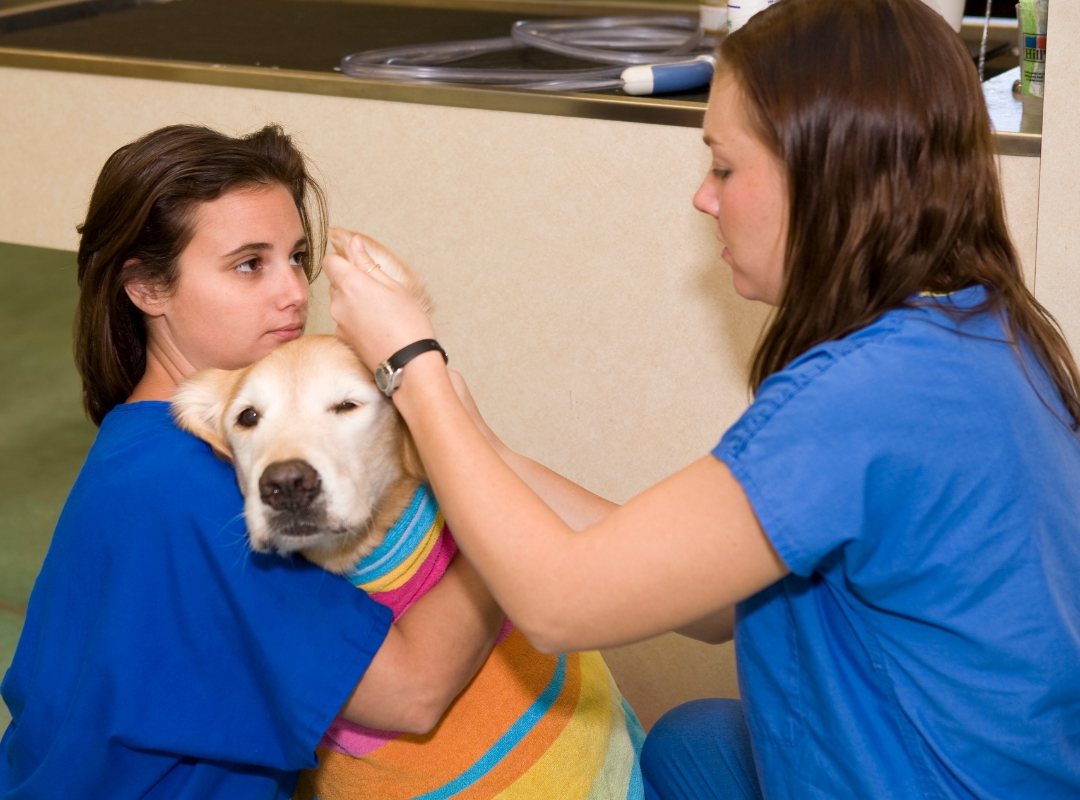 Two vets in scrubs examining a dog