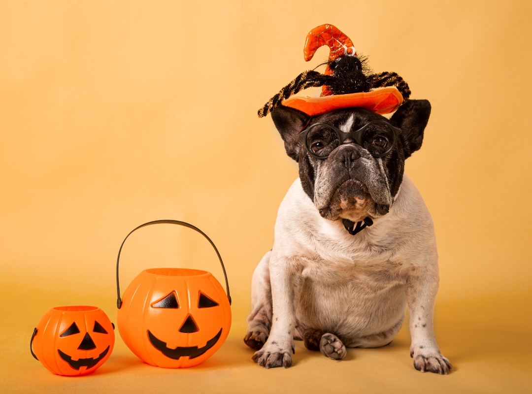 A dog with witch hat between Halloween pumpkin buckets