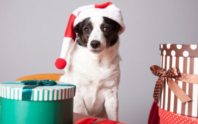 Holiday Gift Ideas for Pets