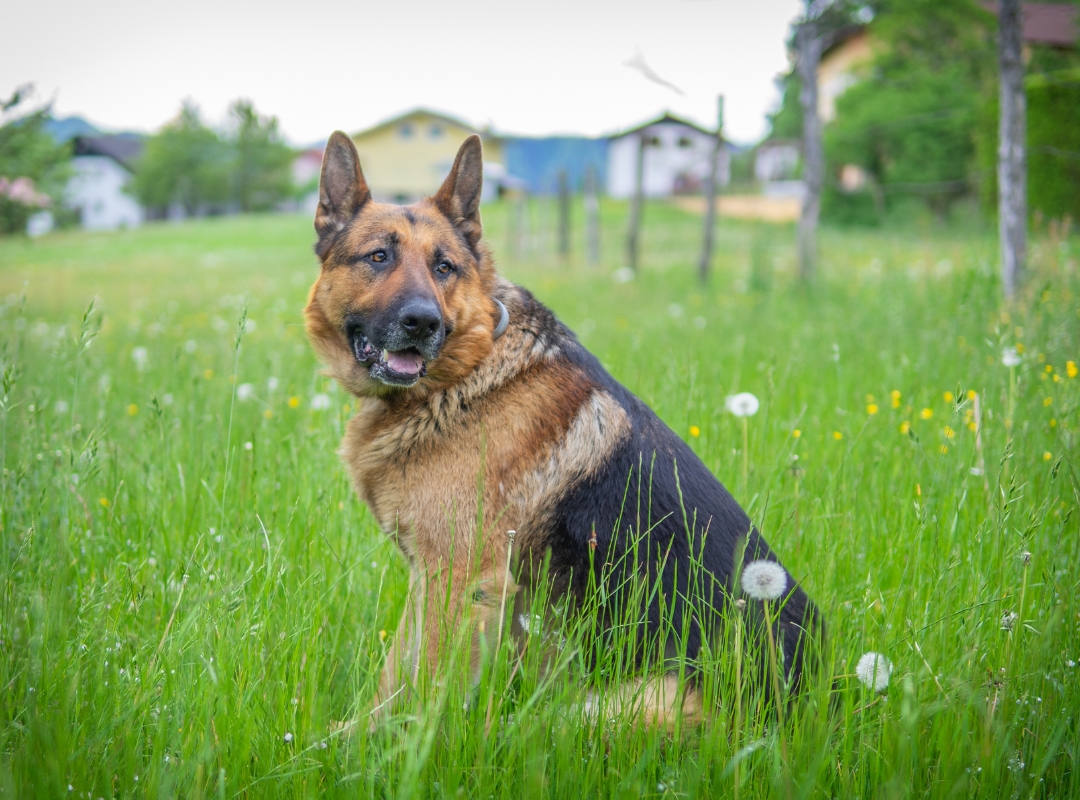 A dog sitting in a grassy field