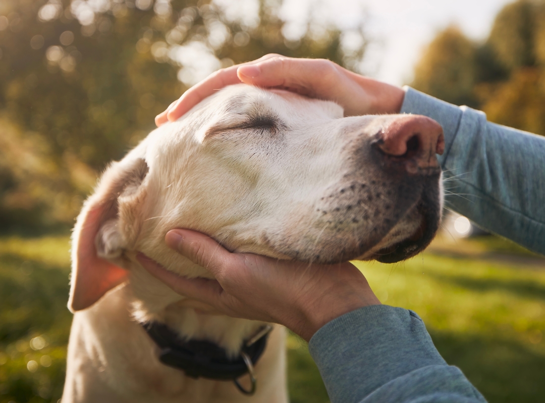 Person caressing a content dog's face