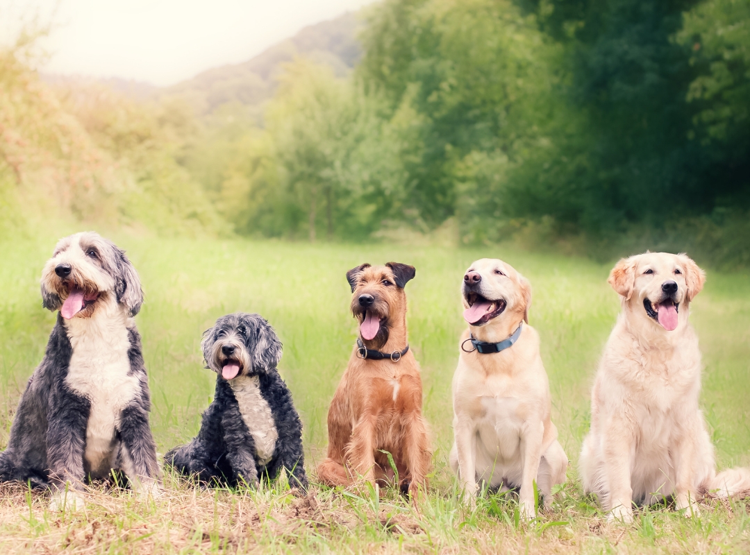 Five happy dogs sitting in a field