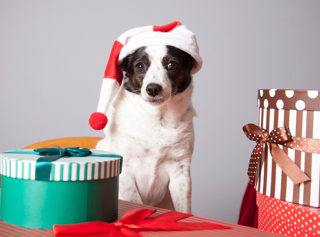 Dog in Santa hat sitting beside Christmas presents on a table