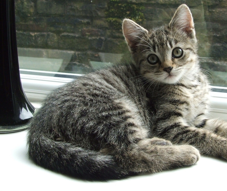 A serene cat perched on a window sill