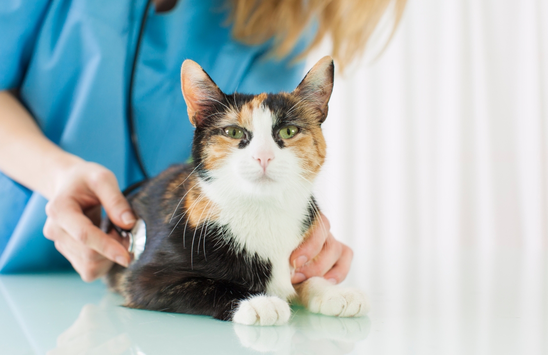 A vet examining a calico cat with a stethoscope