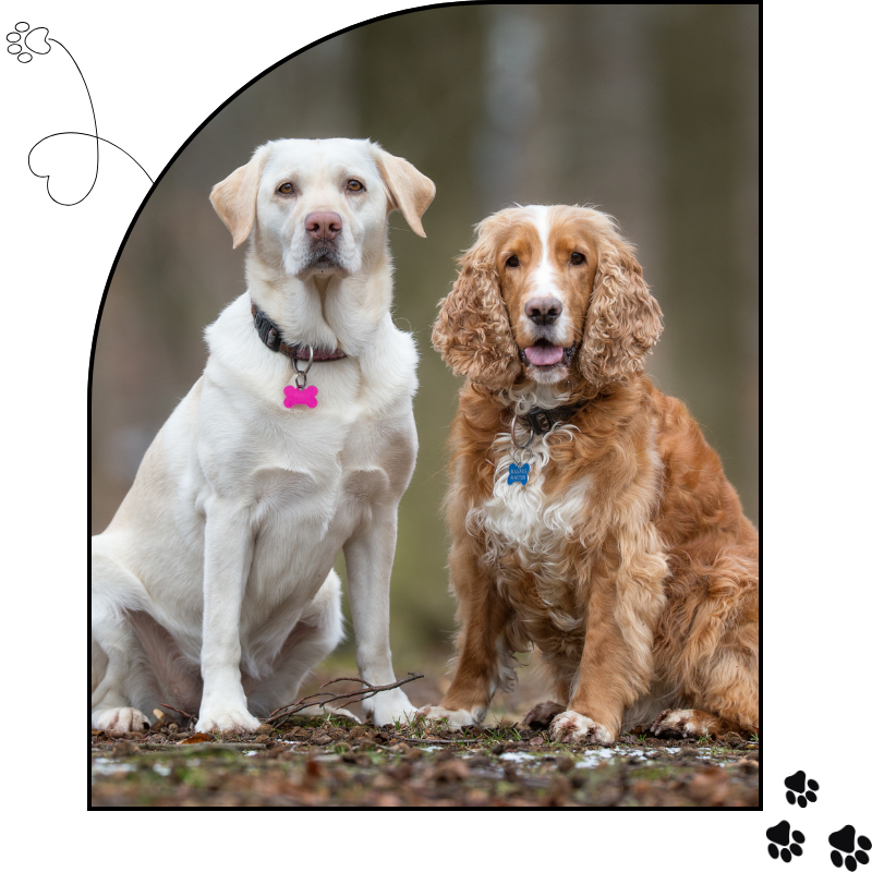 Two dogs are sitting side-by-side